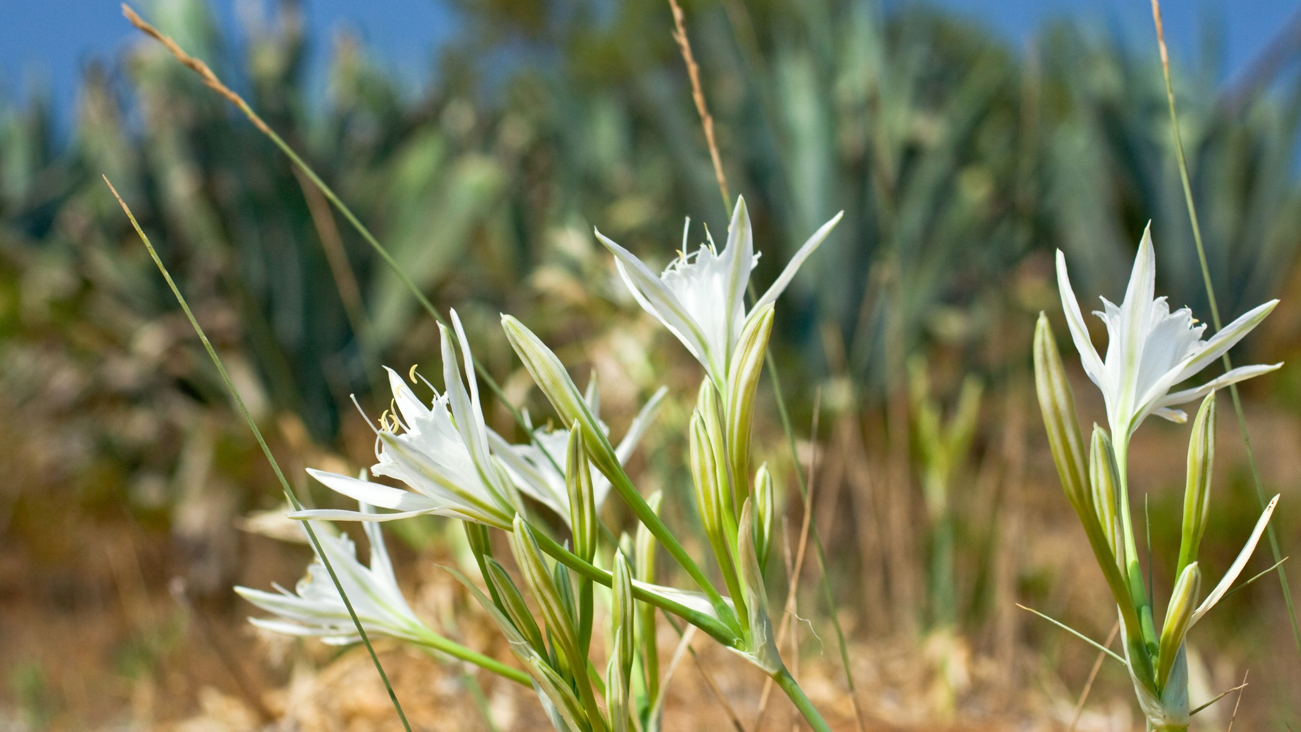 articolo-biodiversita-pineto-beach.jpg